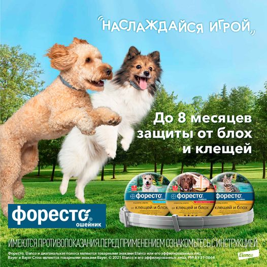 форесто